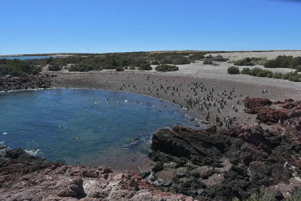 Punta Tombo Beach Day View Patagonia Argentina — Stock Photo, Image