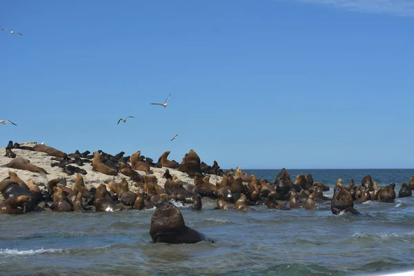 Leones Marinos Península Valdés Patagonia Argentina — Foto de Stock