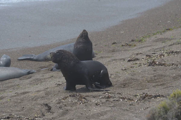 Otaries Sur Péninsule Valdes Plage Patagonie Argentine — Photo