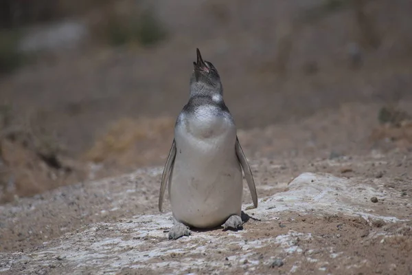 Магелланские Пингвины Полуострове Вальдес Аргентине — стоковое фото