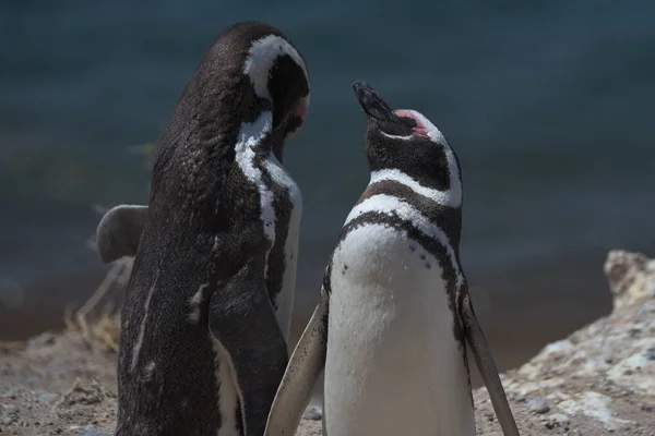 Pingouins Magellan Sur Péninsule Valdes Argentine — Photo