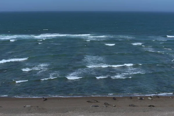 Otaries Sur Péninsule Valdes Plage Patagonie Argentine — Photo