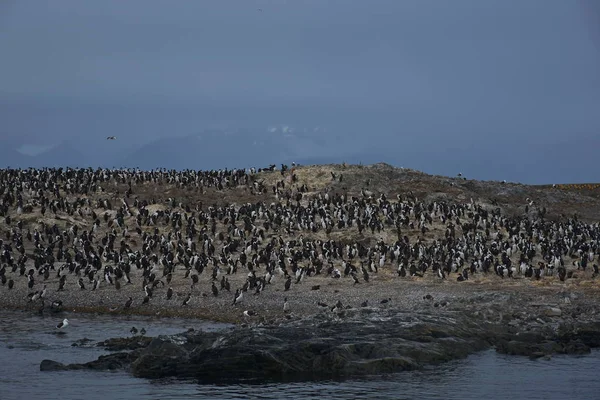 Colonia Cormoranes Una Isla Del Canal Beagle Tierra Del Fuego — Foto de Stock