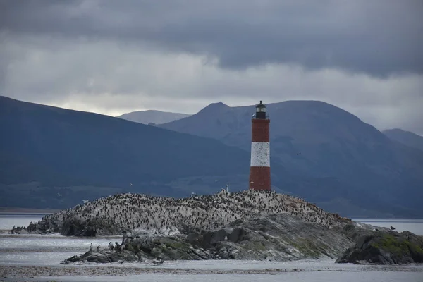 Kolonia Kormoran Wyspie Beagle Channel Tierra Del Fuego — Zdjęcie stockowe