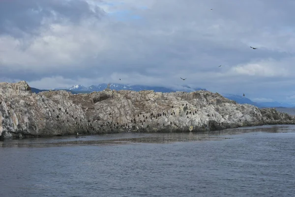 Kolonia Kormoran Wyspie Beagle Channel Tierra Del Fuego — Zdjęcie stockowe