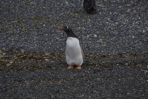 Colônia Corvos Marinhos Uma Ilha Canal Beagle Terra Del Fuego — Fotografia de Stock