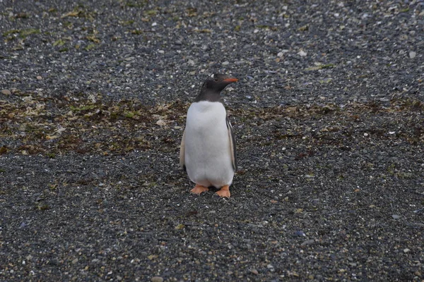 Cormorant Kolónia Egy Szigeten Beagle Channel Ben Tierra Del Fuego — Stock Fotó