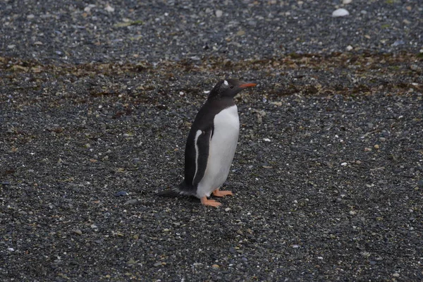 Skarv Koloni Beagle Channel Tierra Del Fuego — Stockfoto