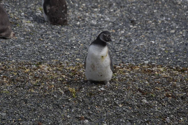 Colônia Corvos Marinhos Uma Ilha Canal Beagle Terra Del Fuego — Fotografia de Stock