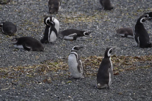 Cormorant Colony Island Beagle Channel Tierra Del Fuego — Stock Photo, Image