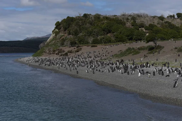 Kormorantní Kolonie Ostrově Beagle Channel Tierra Del Fuego — Stock fotografie