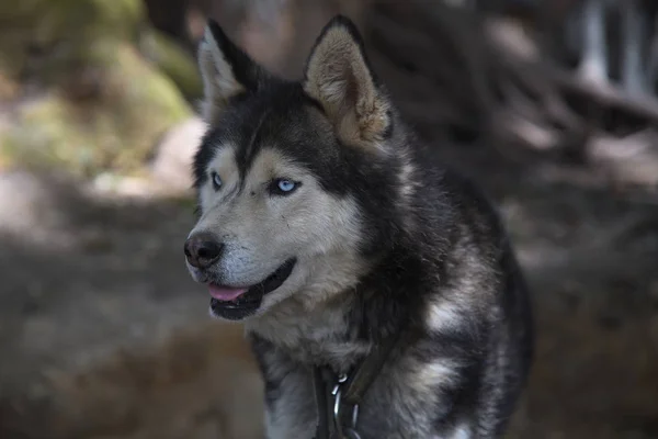 Husky Siberiano Largo Del Lago Fagnano Argentina — Foto de Stock