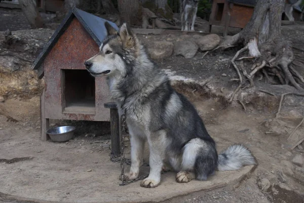 Lago Fagnano Boyunca Sibirya Husky Arjantin — Stok fotoğraf