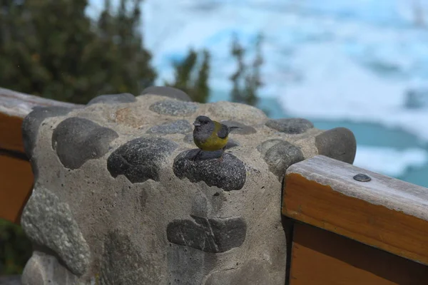 Uccellino Sul Ghiacciaio Perito Moreno Patagonia — Foto Stock