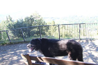 Floransa manzara ile dogsd