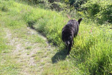 Gölde oynayan köpekler