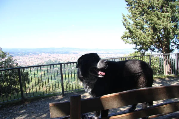 Perros Con Paisaje Florencia — Foto de Stock