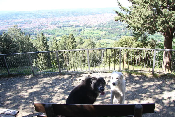 Perros Con Paisaje Florencia — Foto de Stock