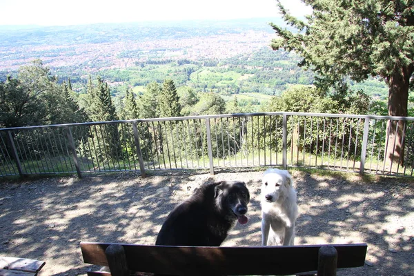 Floransa Manzara Ile Dogsd — Stok fotoğraf