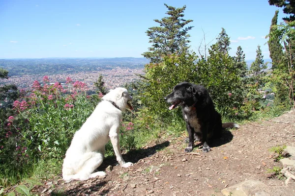 Perros Con Paisaje Florencia — Foto de Stock