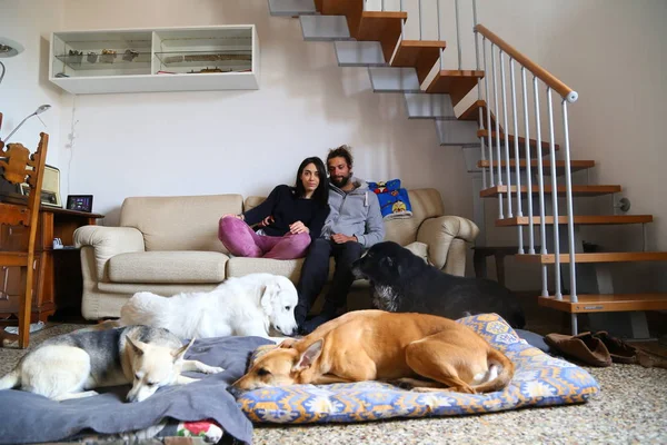 Pareja Feliz Con Perro Divirtiéndose Sofá Casa — Foto de Stock