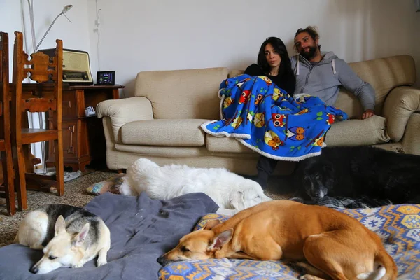 Pareja Feliz Con Perro Divirtiéndose Sofá Casa — Foto de Stock