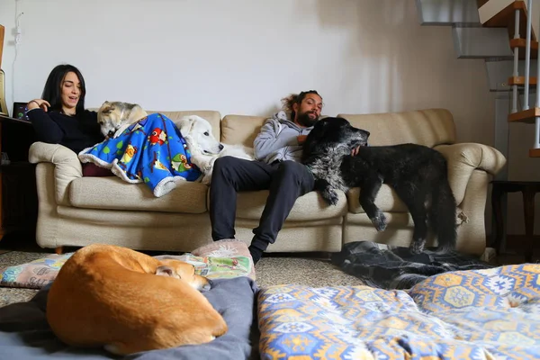Pareja Feliz Con Perro Divirtiéndose Sofá Casa — Foto de Stock