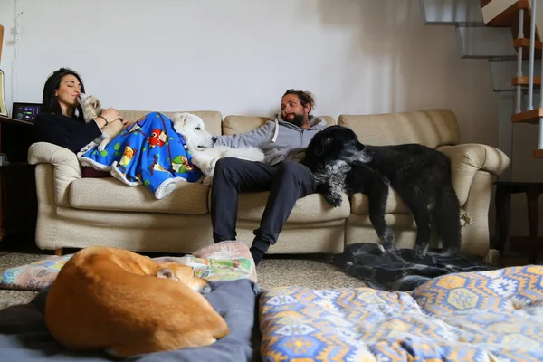 Pareja Feliz Con Perro Divirtiéndose Sofá Casa — Foto de Stock