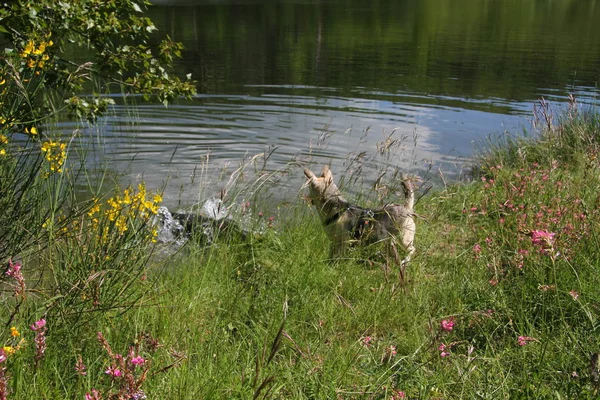 Hunde Spielen Auf Dem See — Stockfoto