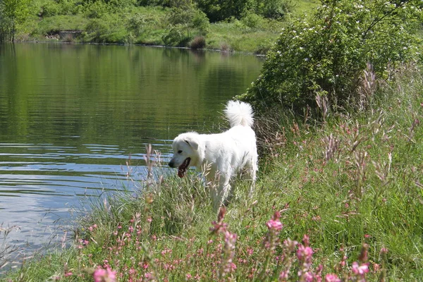 Perros Jugando Lago — Foto de Stock