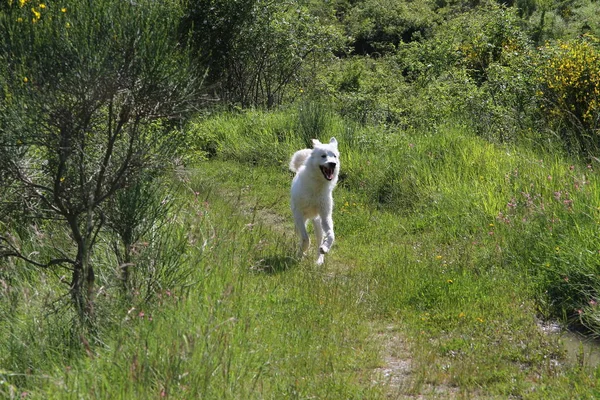 Perros Jugando Lago — Foto de Stock