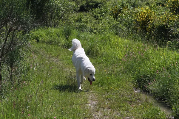 Honden Spelen Het Meer — Stockfoto