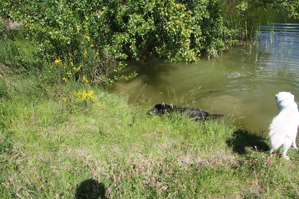 Perros Jugando Lago — Foto de Stock