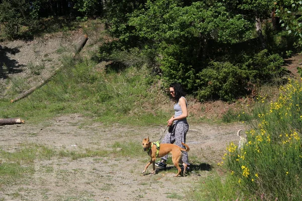Mujer Joven Paseando Con Perros Largo Del Río — Foto de Stock