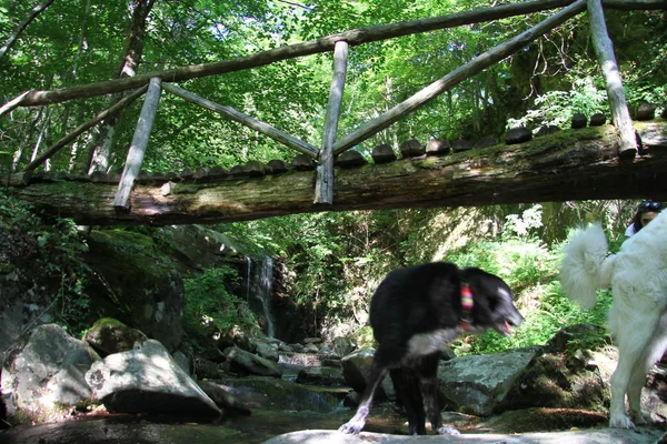 Yeşil Ormanda Güzel Köpek Yavrusu Ayakta — Stok fotoğraf