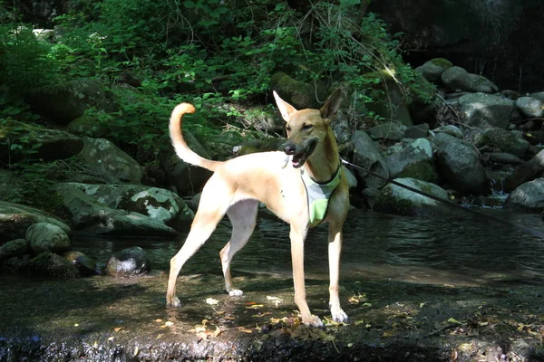 Όμορφο Κουτάβι Σκύλου Στέκεται Ένα Πράσινο Δάσος — Φωτογραφία Αρχείου