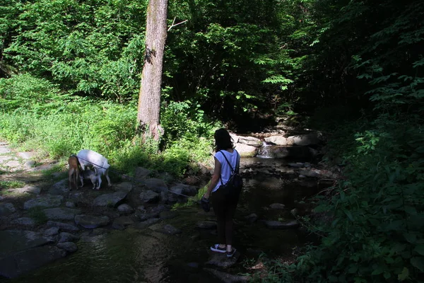 Mujer Joven Paseando Con Perros Largo Del Río — Foto de Stock