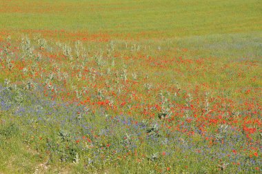 Güzel Çiçek Tarlası, Castelluccio, Umbria, İtalya