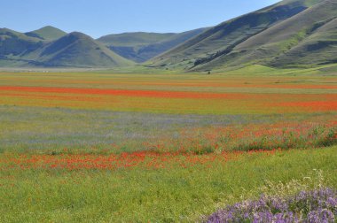 Güzel Çiçek Tarlası, Castelluccio, Umbria, İtalya
