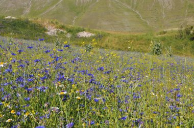 Güzel Çiçek Tarlası, Castelluccio, Umbria, İtalya