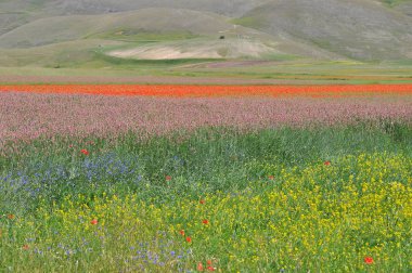 Güzel Çiçek Tarlası, Castelluccio, Umbria, İtalya