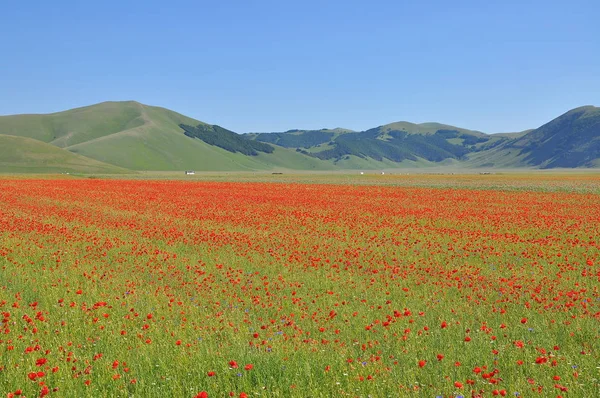 Beautiful Flower Field Castelluccio Umbria Włochy — Zdjęcie stockowe