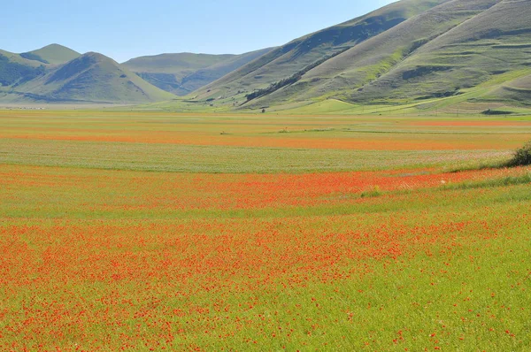 Beautiful Flower Field Castelluccio Umbria Włochy — Zdjęcie stockowe