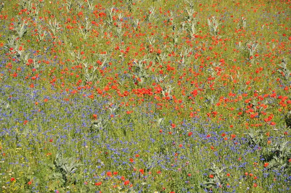 Beautiful Flower Field Castelluccio Umbria Itália — Fotografia de Stock