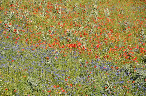 Beautiful Flower Field Castelluccio Umbria Włochy — Zdjęcie stockowe