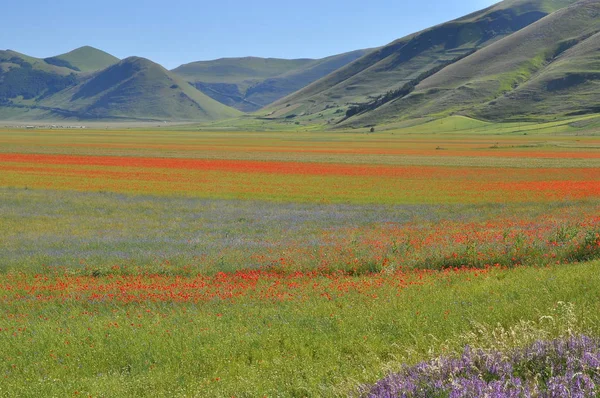 Beautiful Flower Field Castelluccio Umbria Włochy — Zdjęcie stockowe