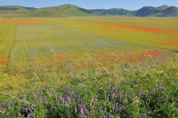 Beautiful Flower Field Castelluccio Umbria Włochy — Zdjęcie stockowe