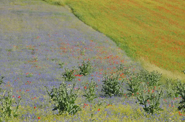 Beau Champ Fleurs Castelluccio Ombrie Italie — Photo