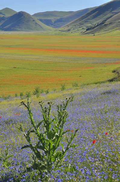 Vackra Blomsterfält Castelluccio Umbrien Italien — Stockfoto