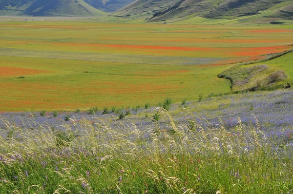 Vackra Blomsterfält Castelluccio Umbrien Italien — Stockfoto